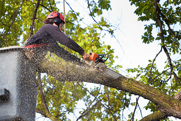 How Our Tree Care Process Works  in  Fort Montgomery, NY