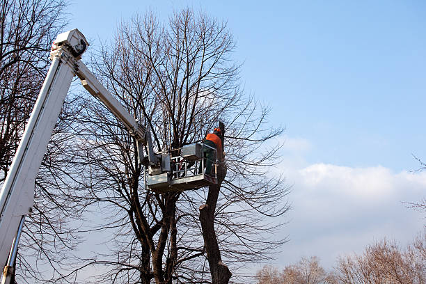 Best Hedge Trimming  in Fort Montgomery, NY